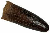 Fossil Sauropod Dinosaur (Titanosaur) Tooth - Morocco #298487-1